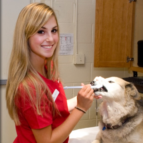 Pet Dental Care Service Image