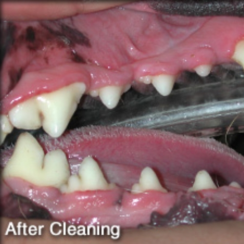 dental care right image