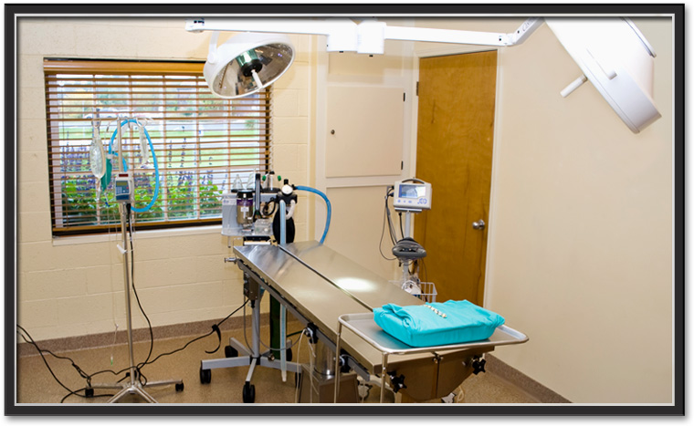 The Village Animal Clinic surgery room