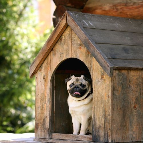 a dog in a dog house