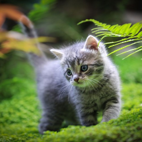 a kitten walking on moss